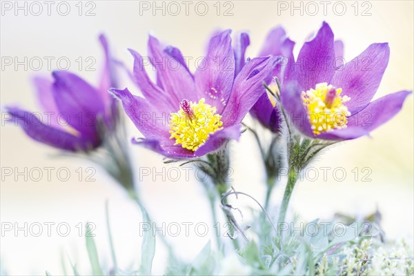 Pasque flowers