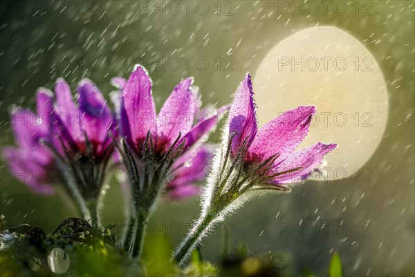 Pasque flower