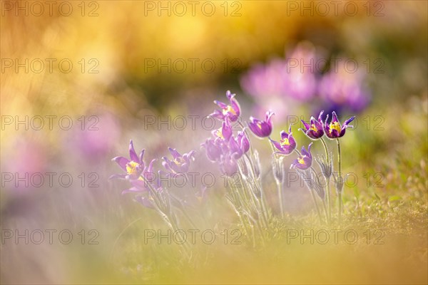 Pasque flowers