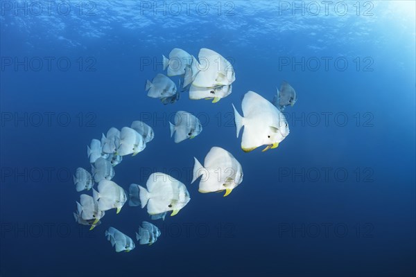 Swarm Longfin Batfish