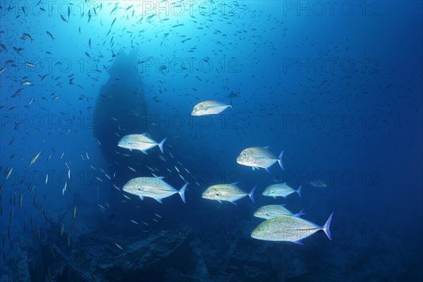 Swarm bluefin trevally