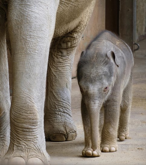 Asian elephant