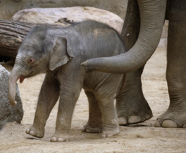 Asian elephant