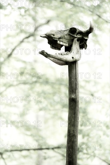 Cattle skull on post