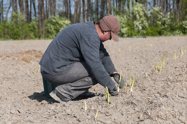 Asparagus harvest