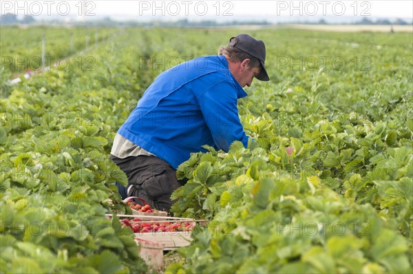 Strawberry harvest