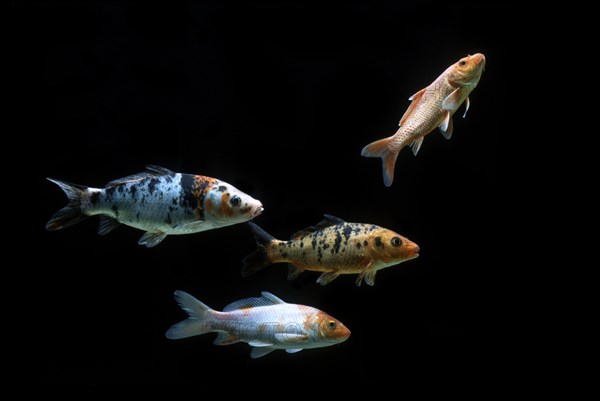 Ornemental koi carp