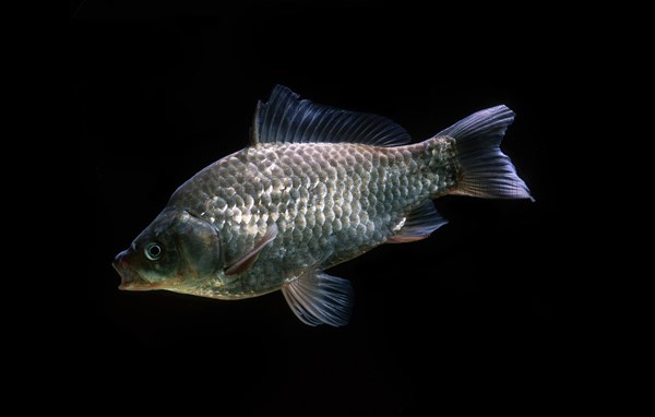 Crucian carp