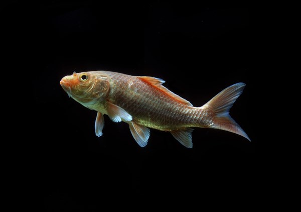 Ornemental koi carp