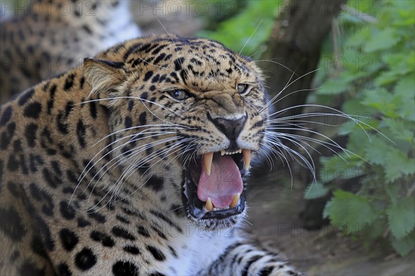 Amur leopard