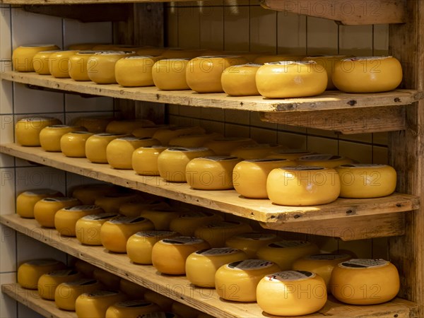 Cheeses on the shelf