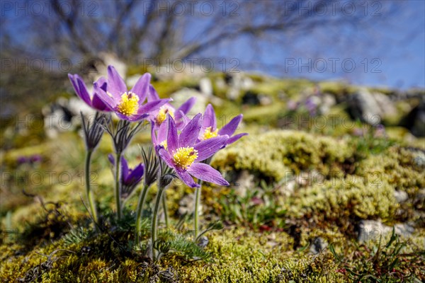 Pasque flowers