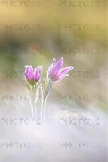 Pasque flowers