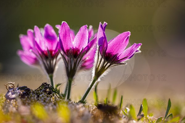 Pasque flower