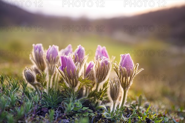 Pasque flowers