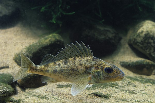 Eurasian ruffe