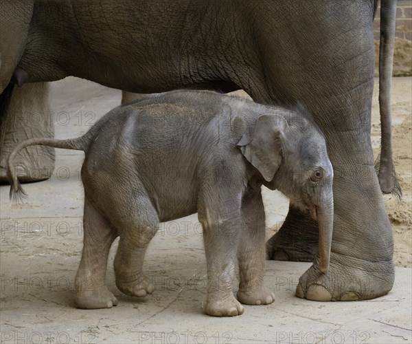 Asian elephant