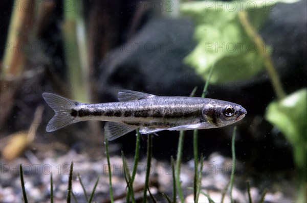 Common minnow