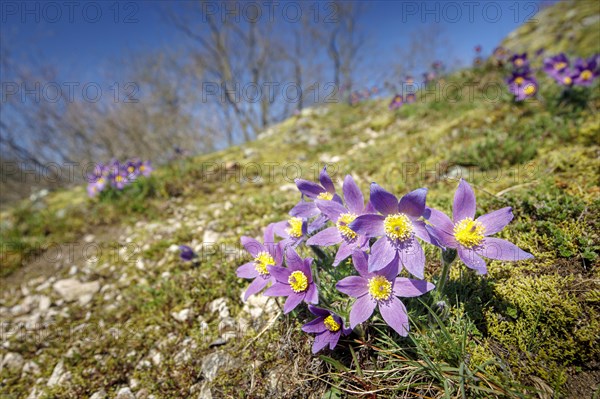 Pasque flowers