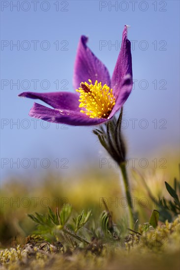 Pasque flower