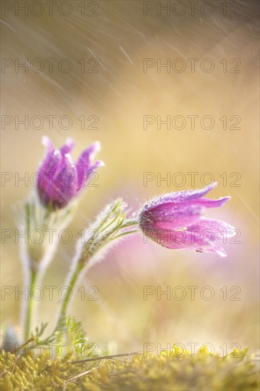 Pasque flower