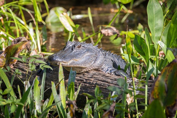 Juvenile American alligator