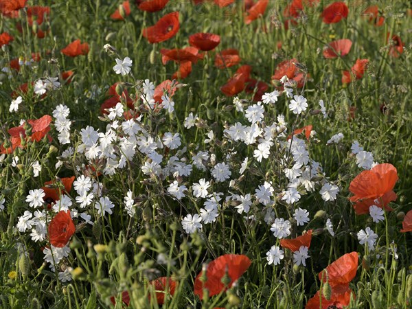 White Campion