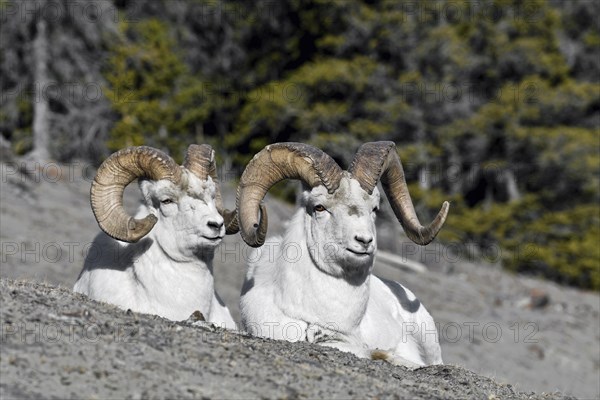 Dall sheep