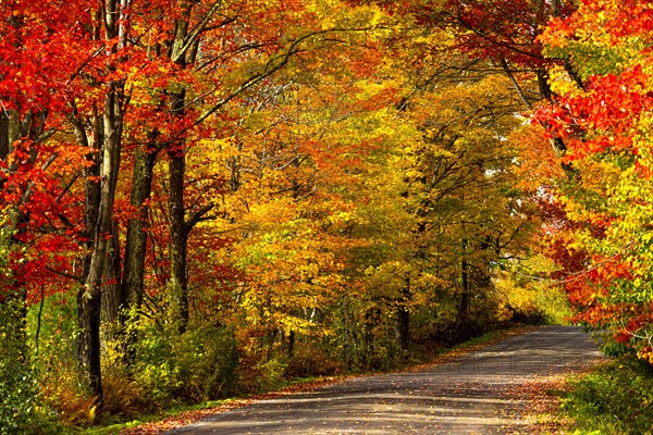 Dirt road through deciduous forest in autumn