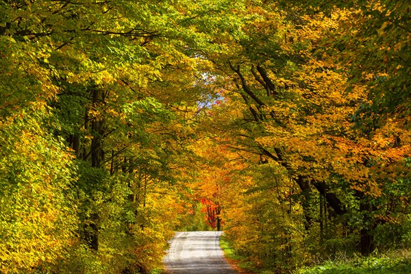 Path through deciduous forest in autumn
