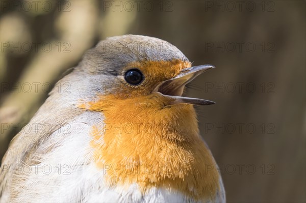 European robin