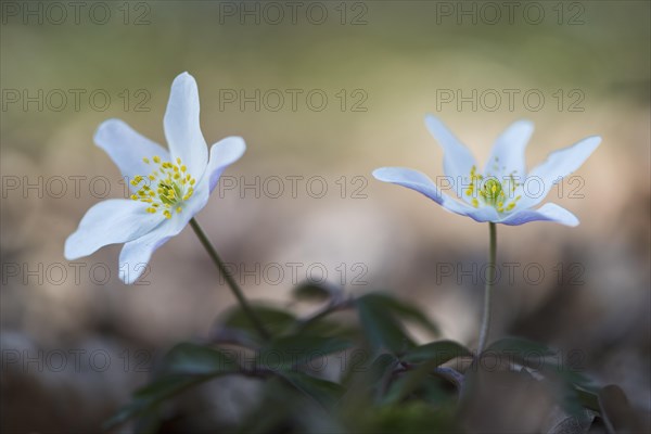 Wood Anemone