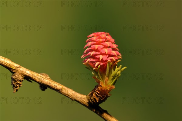 Female flower of larch