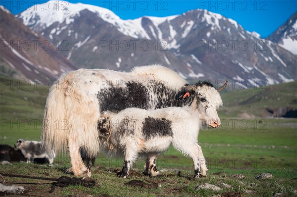 White Yak