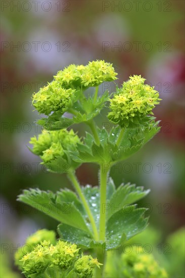 Lady's mantle