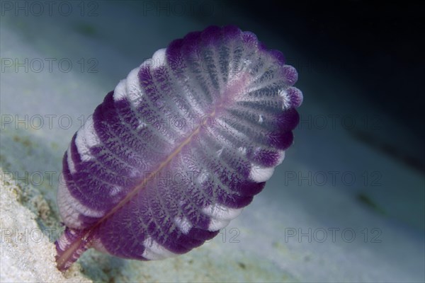 Purple Sea Feather