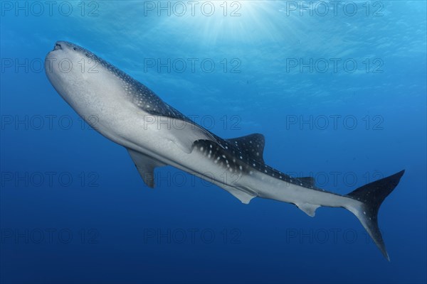 Whale shark