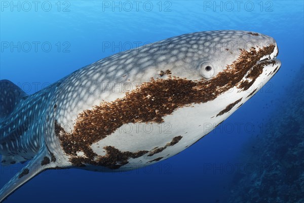 Whale shark