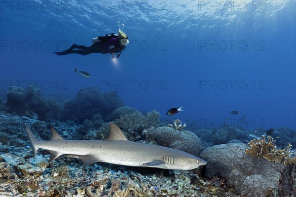 Diver observes Whitetip reef shark