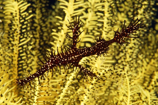 Ornate ghost pipefish