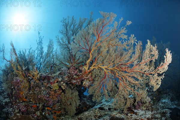 Reef drop-off with large Melithaea gorgonians