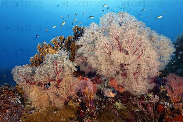 Shadowfin soldierfish