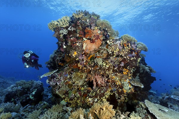 Diver views underwater landscape