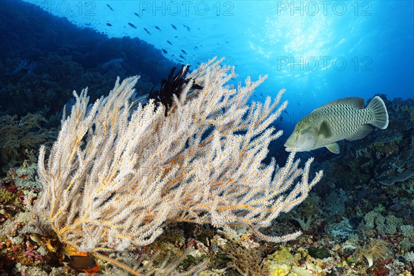 Reef waste with Menella coral