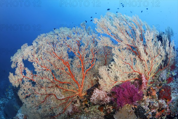 Coral reef with large Melithaea gorgonians