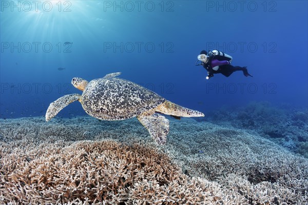 Diver observes Green turtle