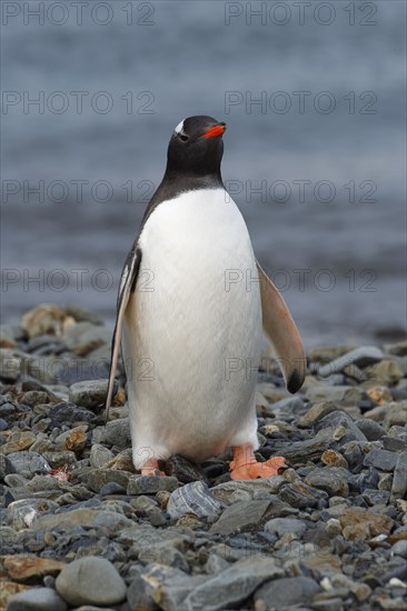 Gentoo penguin