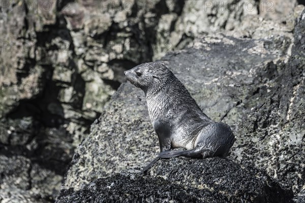 Young Antarctic Fur Seal