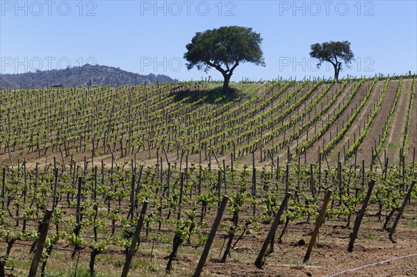 Vineyard in the Casablanca Valley