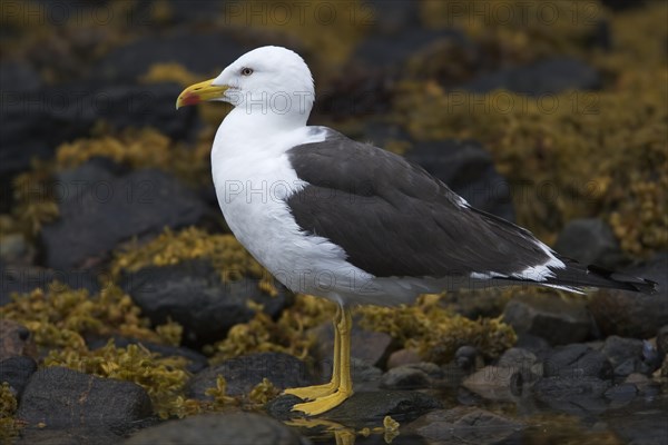 Lesser black-backed gull